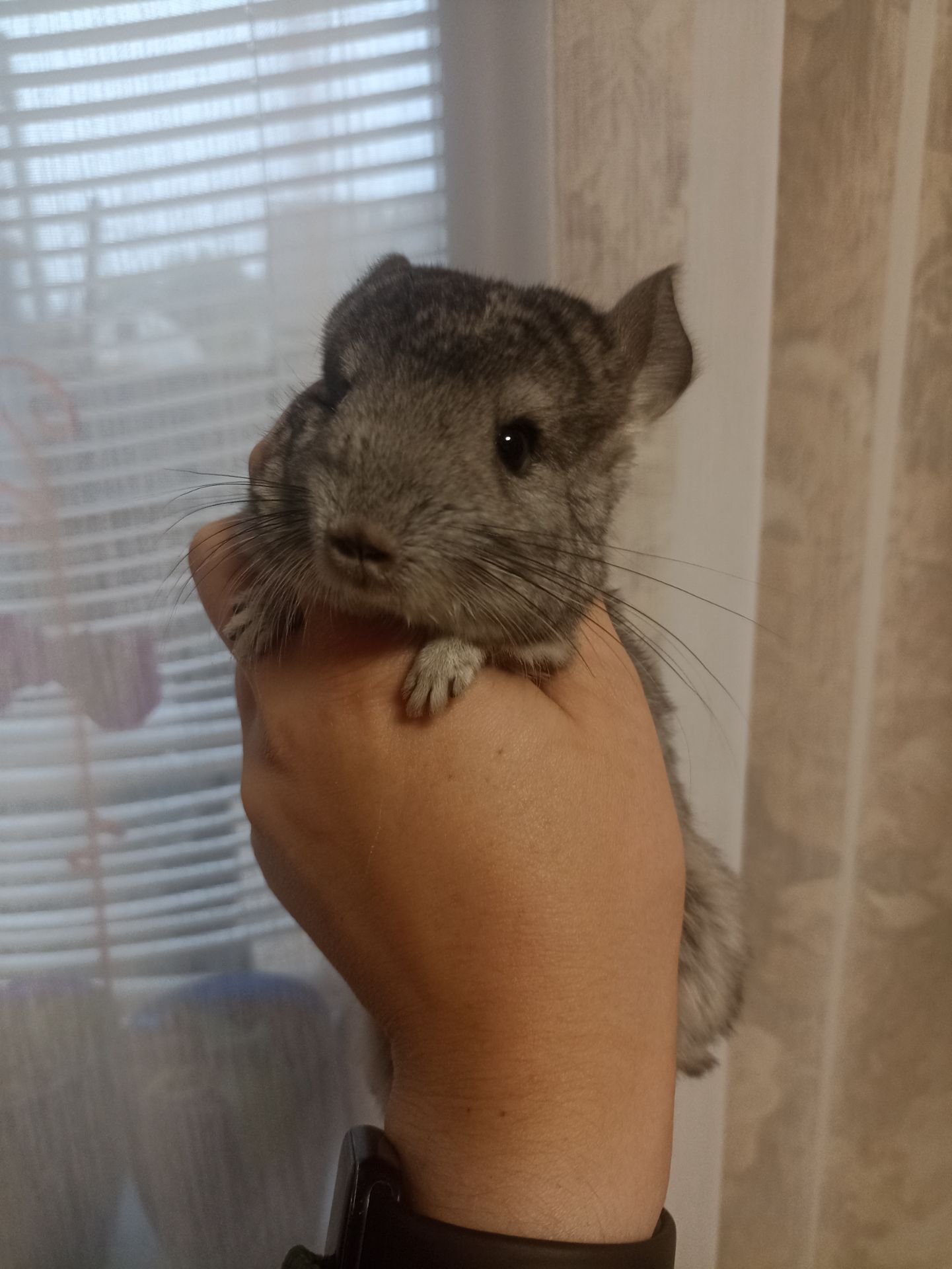 Продам маленькую шиншиллу