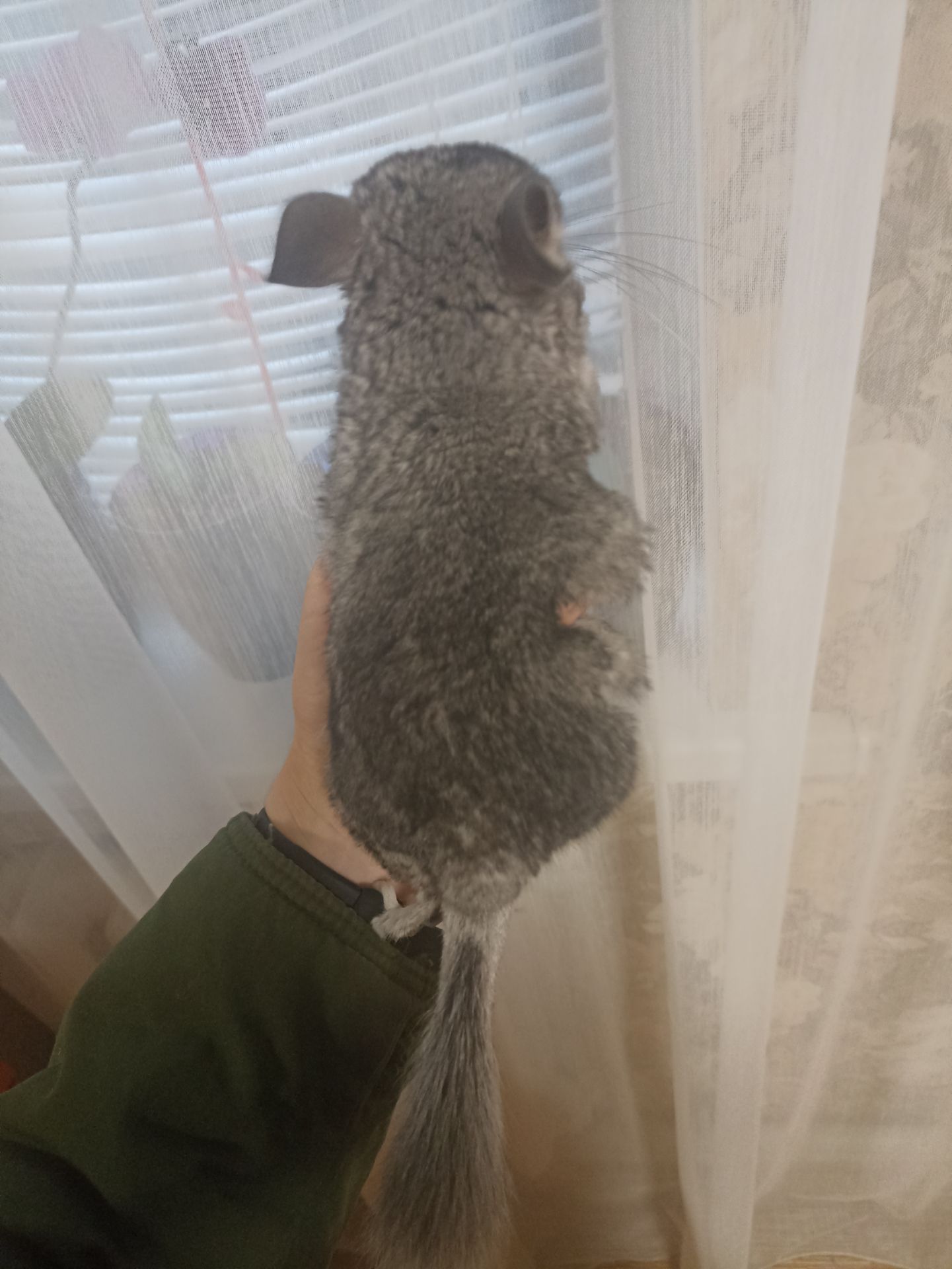 Продам маленькую шиншиллу