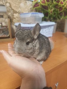Продам маленькую шиншиллу