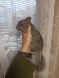 Продам маленькую шиншиллу