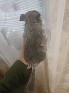 Продам маленькую шиншиллу
