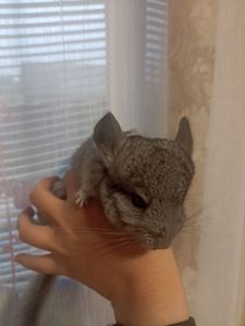 Продам маленькую шиншиллу