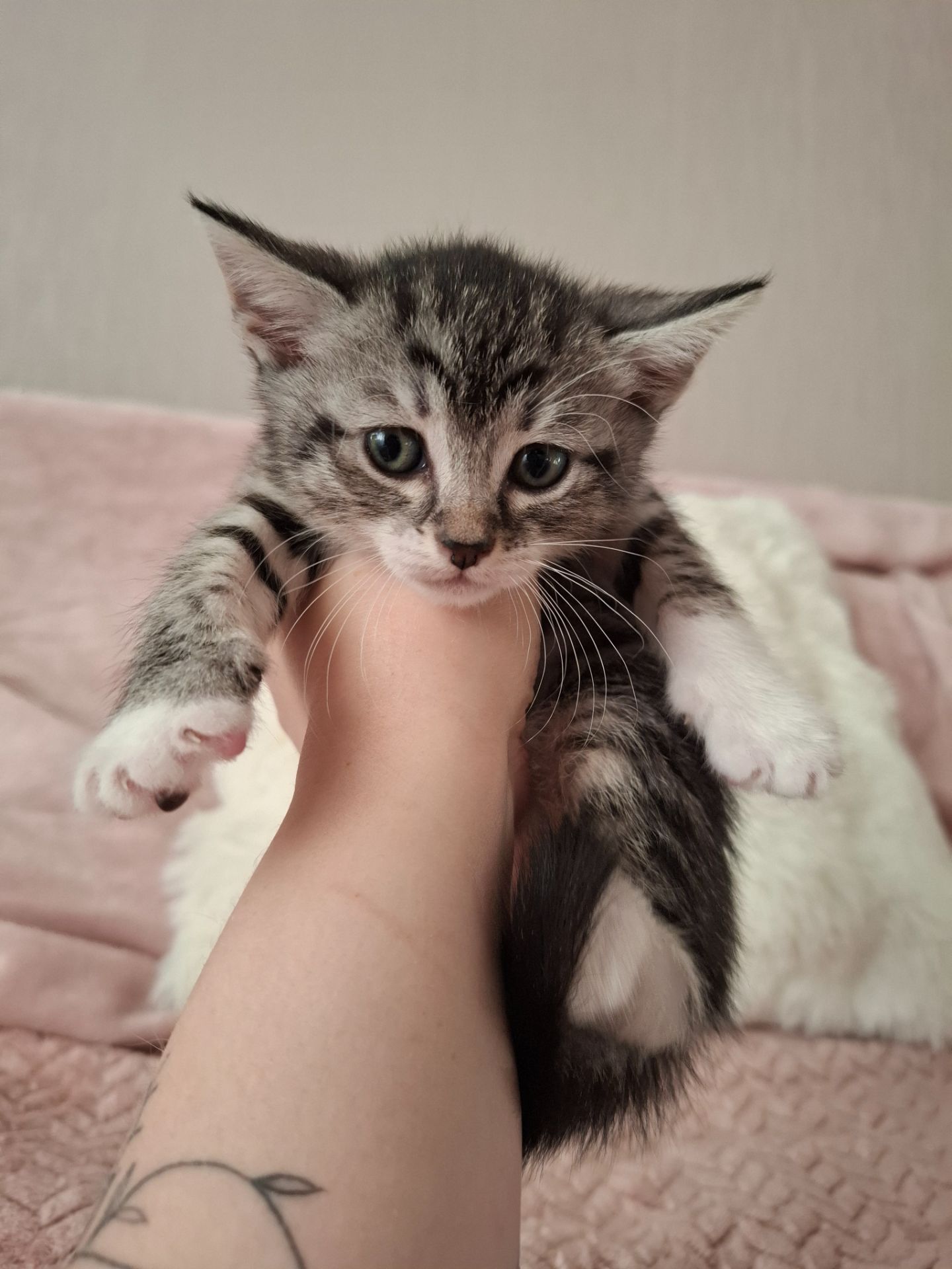 Кошенята в добрі руки