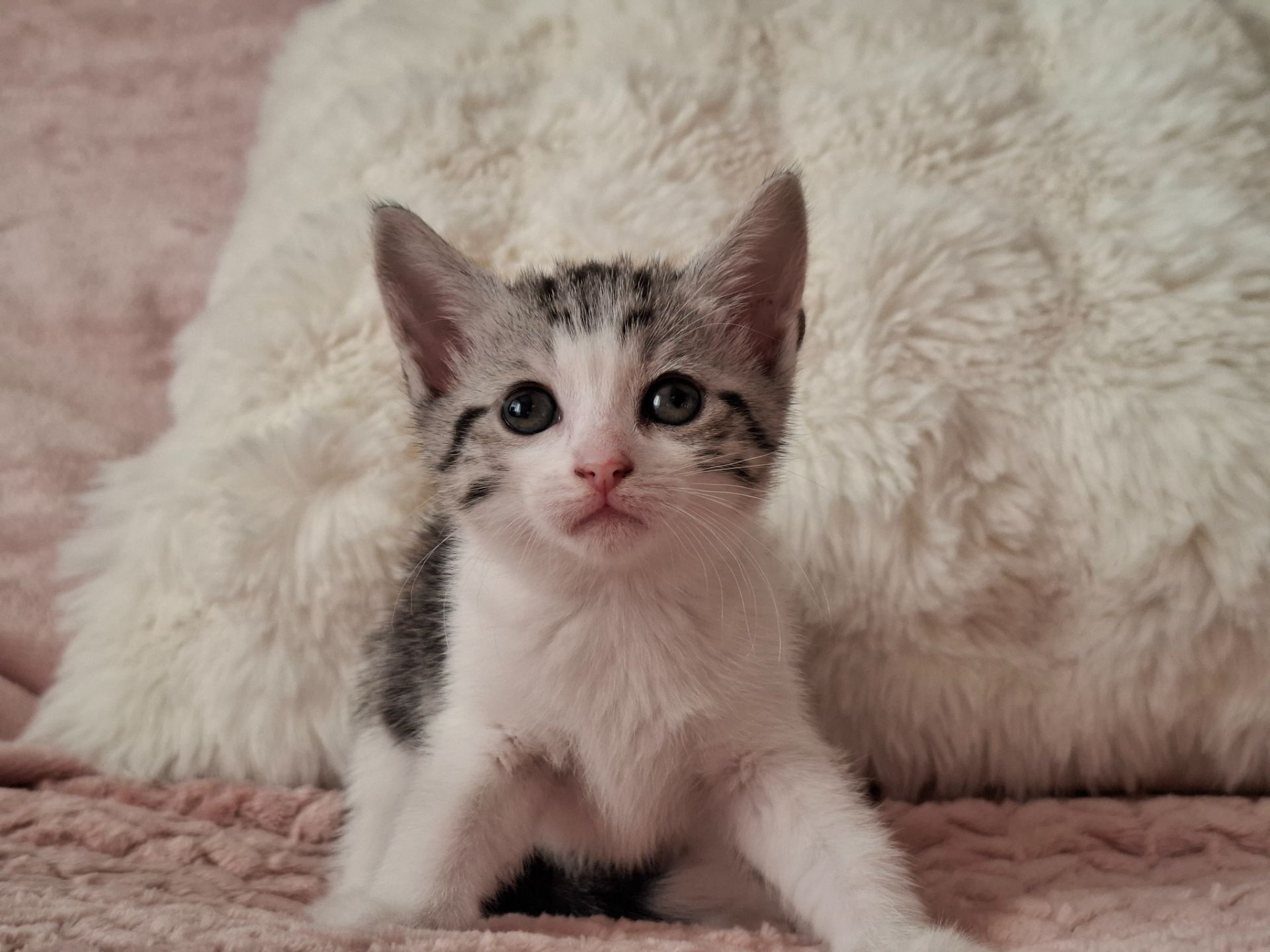 Кошенята в добрі руки