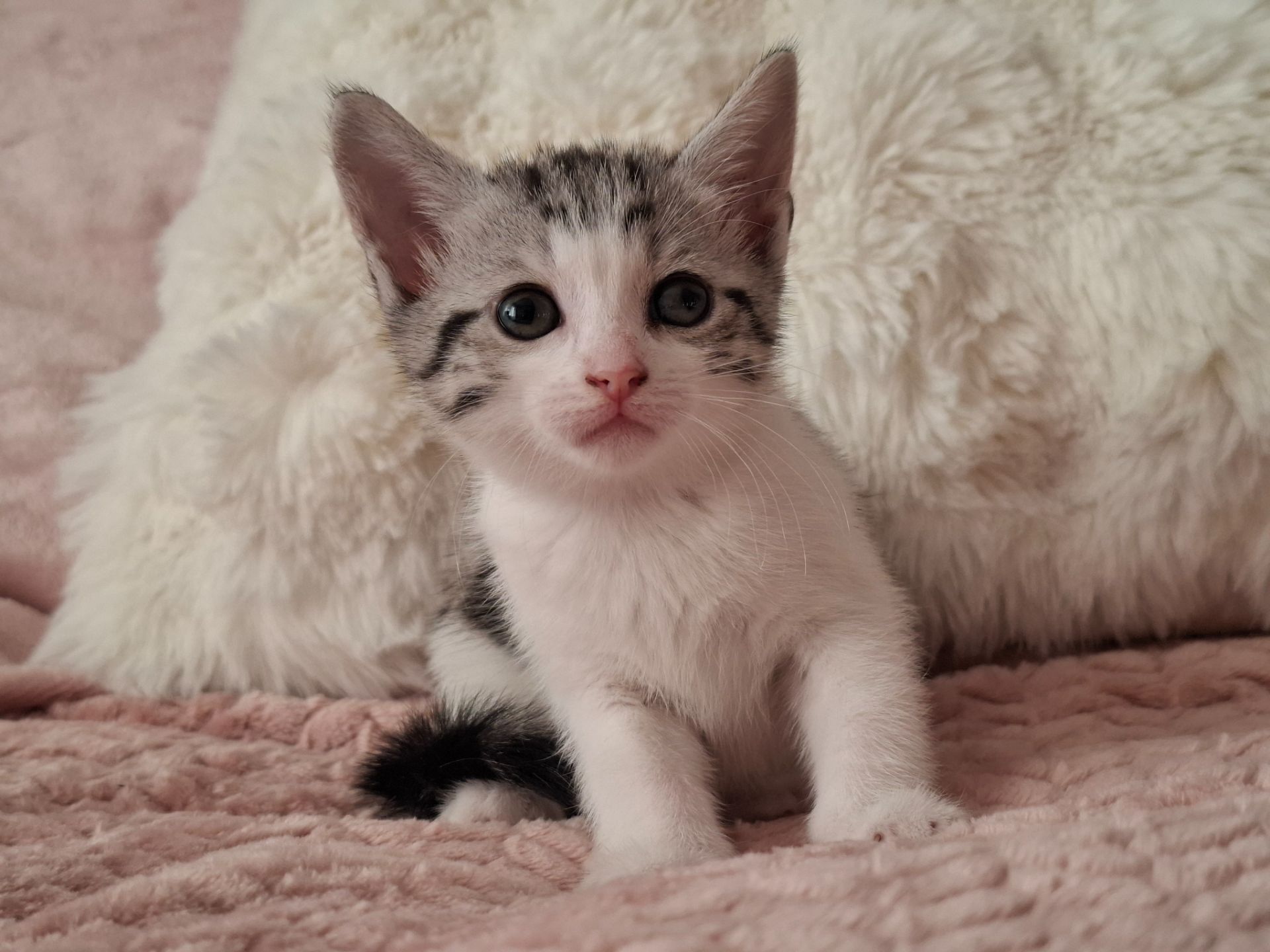 Кошенята в добрі руки