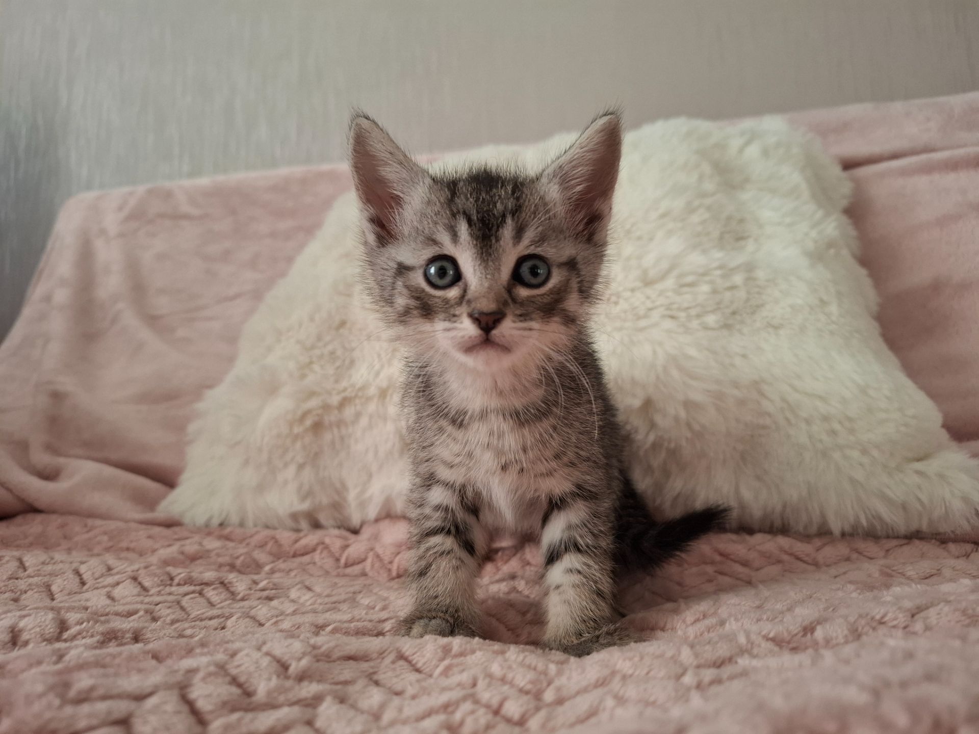 Кошенята в добрі руки