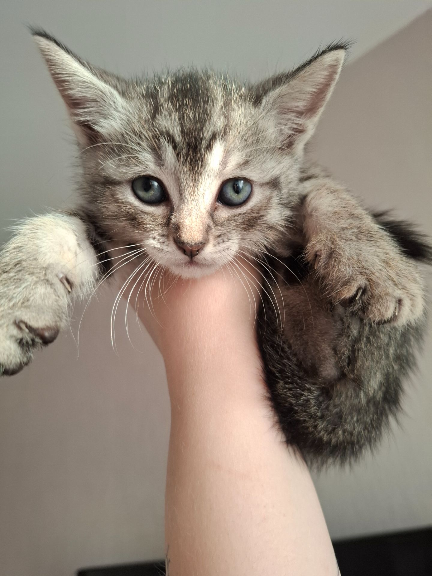 Кошенята в добрі руки