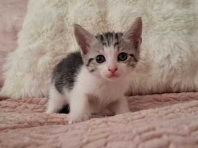 Кошенята в добрі руки