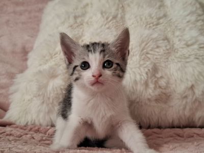 Кошенята в добрі руки