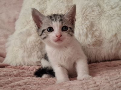 Кошенята в добрі руки