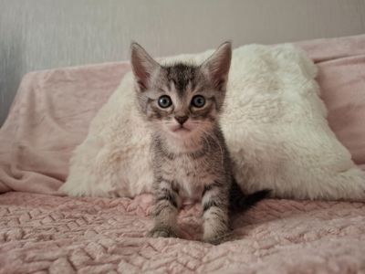 Кошенята в добрі руки
