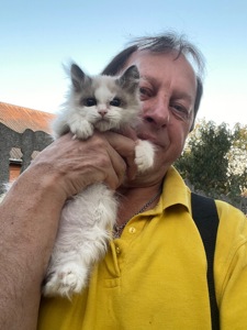 Регдолл кошеня