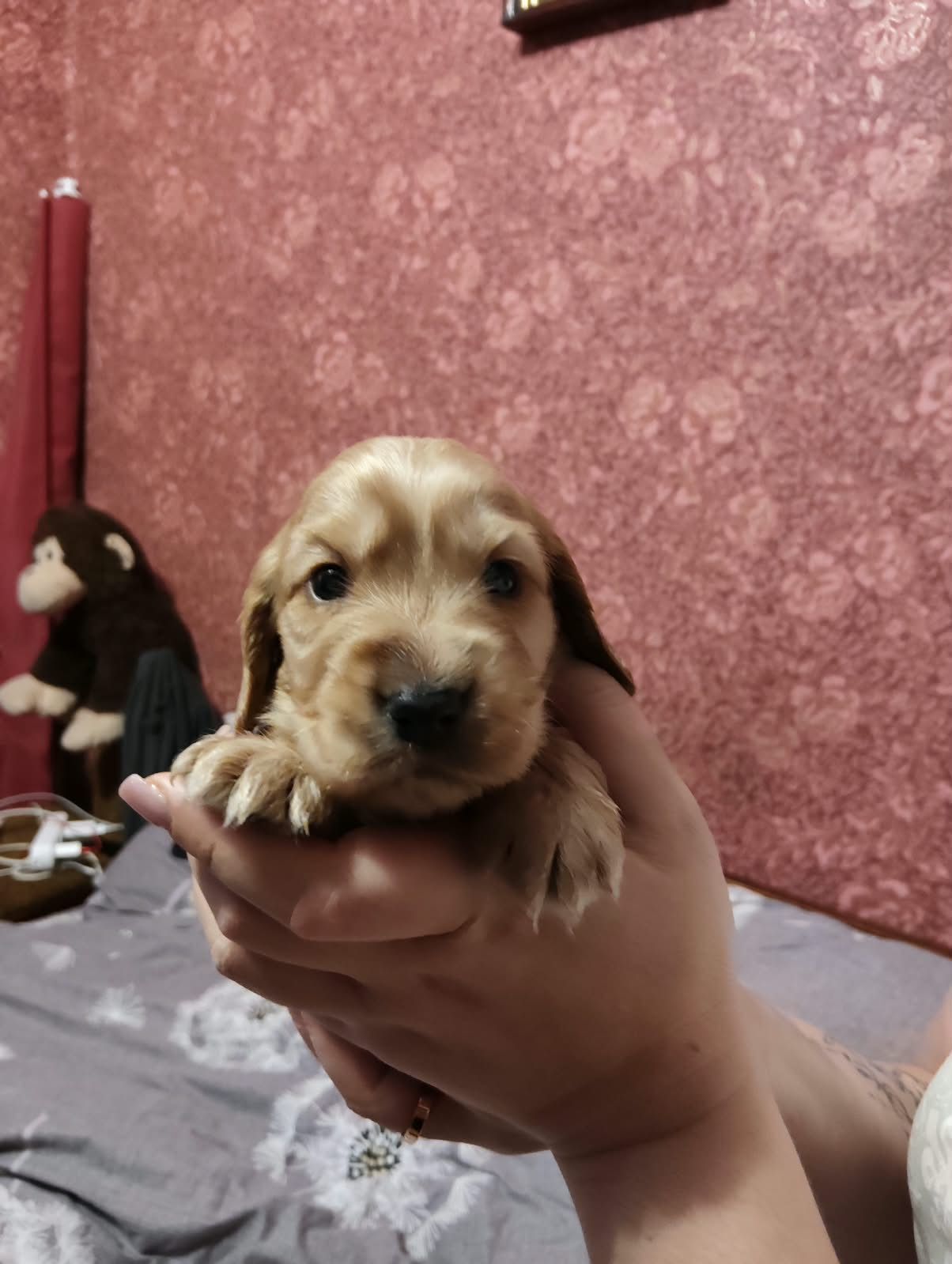 Цуценята англійський кокер спаніель