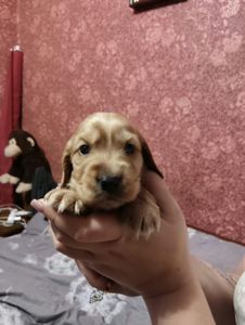 Цуценята англійський кокер спаніель