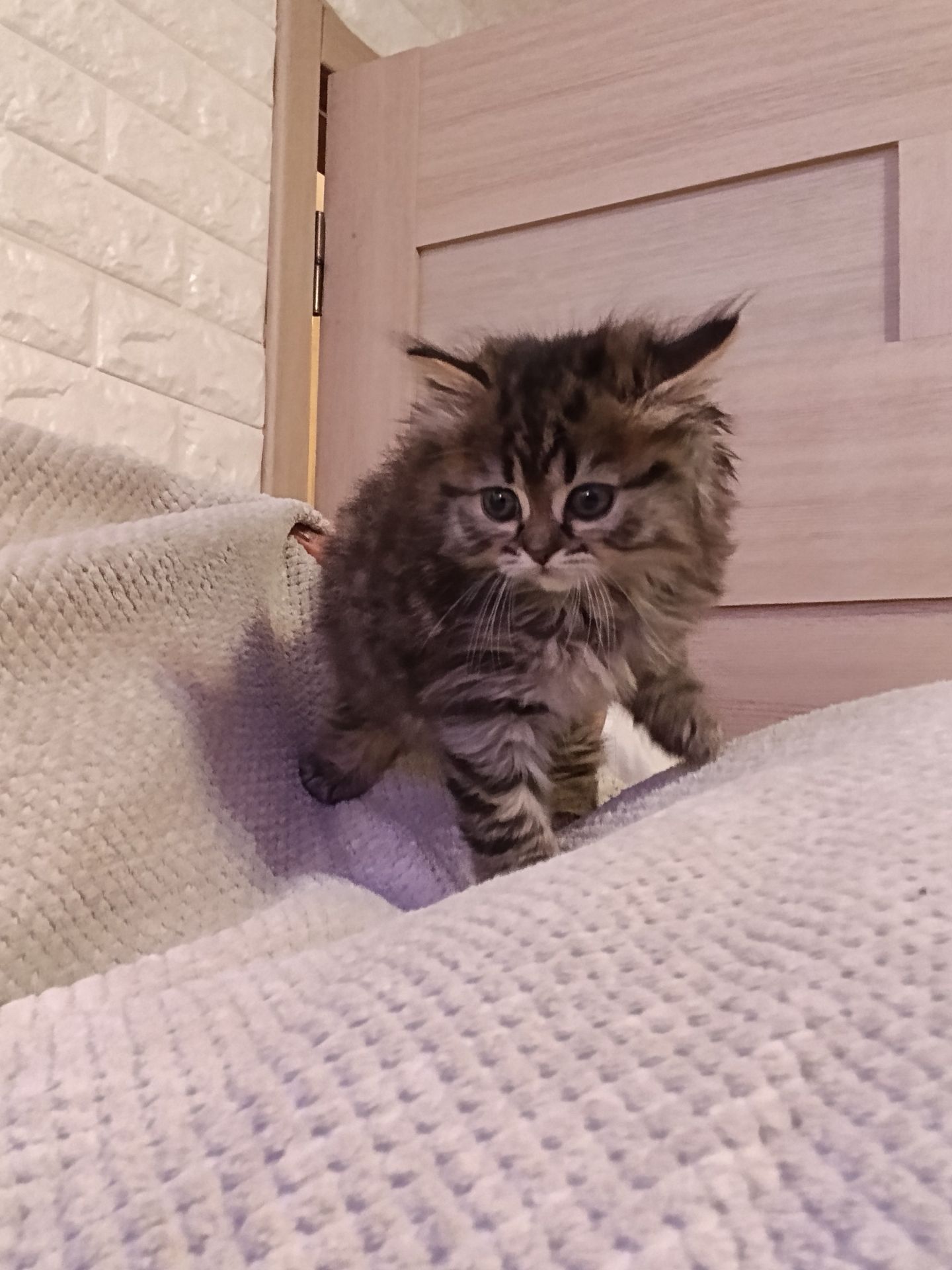 Мейнкун дівчинка тигрова
