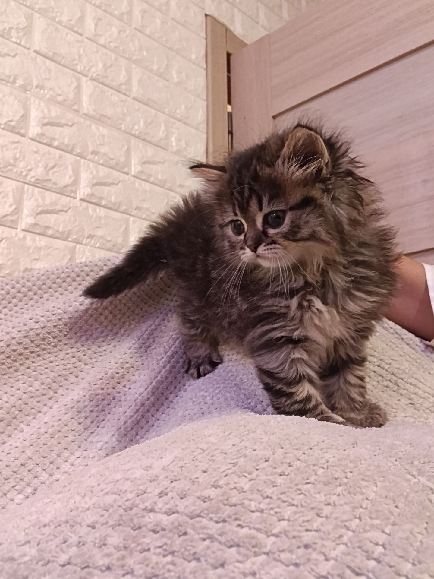 Мейнкун дівчинка тигрова