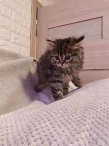 Мейнкун дівчинка тигрова
