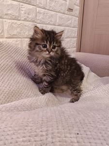 Мейнкун дівчинка тигрова