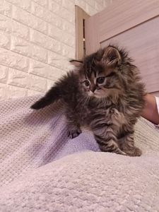 Мейнкун дівчинка тигрова