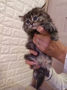 Мейнкун дівчинка тигрова