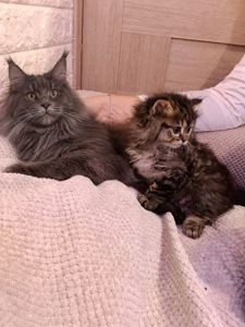 Мейнкун дівчинка тигрова