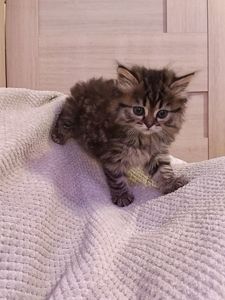Мейнкун дівчинка тигрова