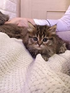 Мейнкун дівчинка тигрова