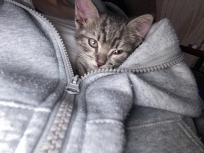 котенок, спасенный с ужасных условий завода, несколько недель отроду