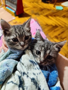 котенок, спасенный с ужасных условий завода, несколько недель отроду
