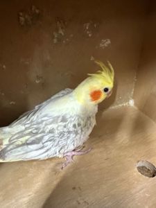 Корелла надзвичайно розумний папуга