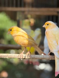 Співочі канарки молоді співочі