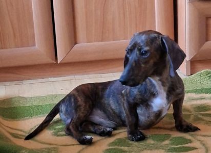 Мініатюрний хлопчик такси з незвичайним окрасом