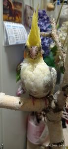 Корела ручні пташенята