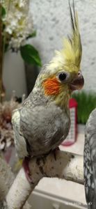 Корела ручні пташенята