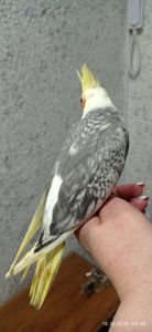 Корела ручні пташенята