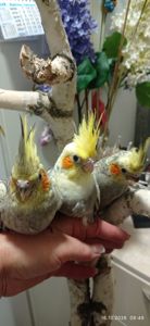 Корела ручні пташенята