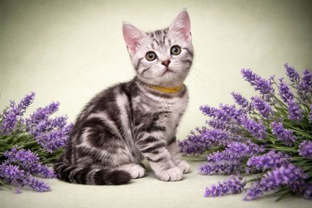 Artemisiacat