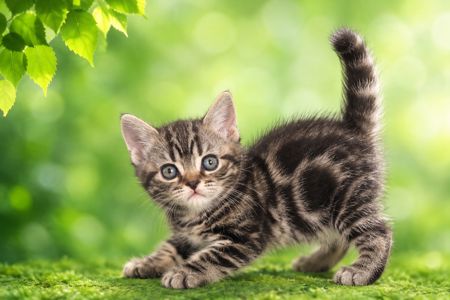Artemisiacat