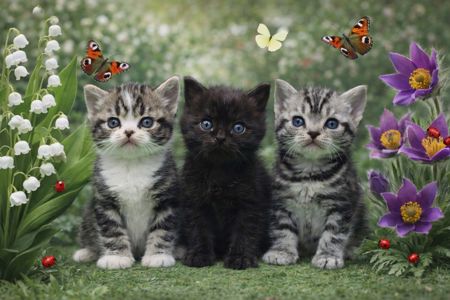 Artemisiacat
