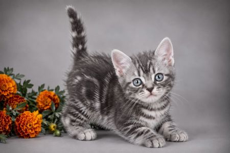 Artemisiacat