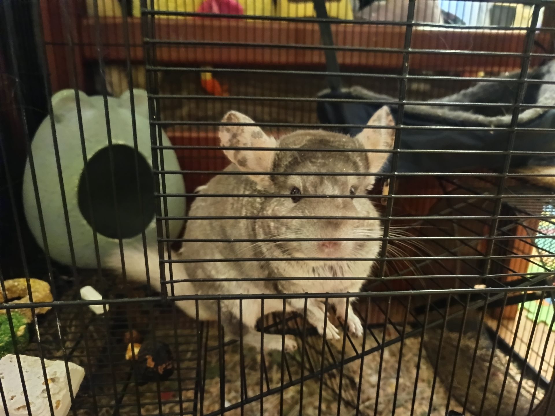 Шиншила