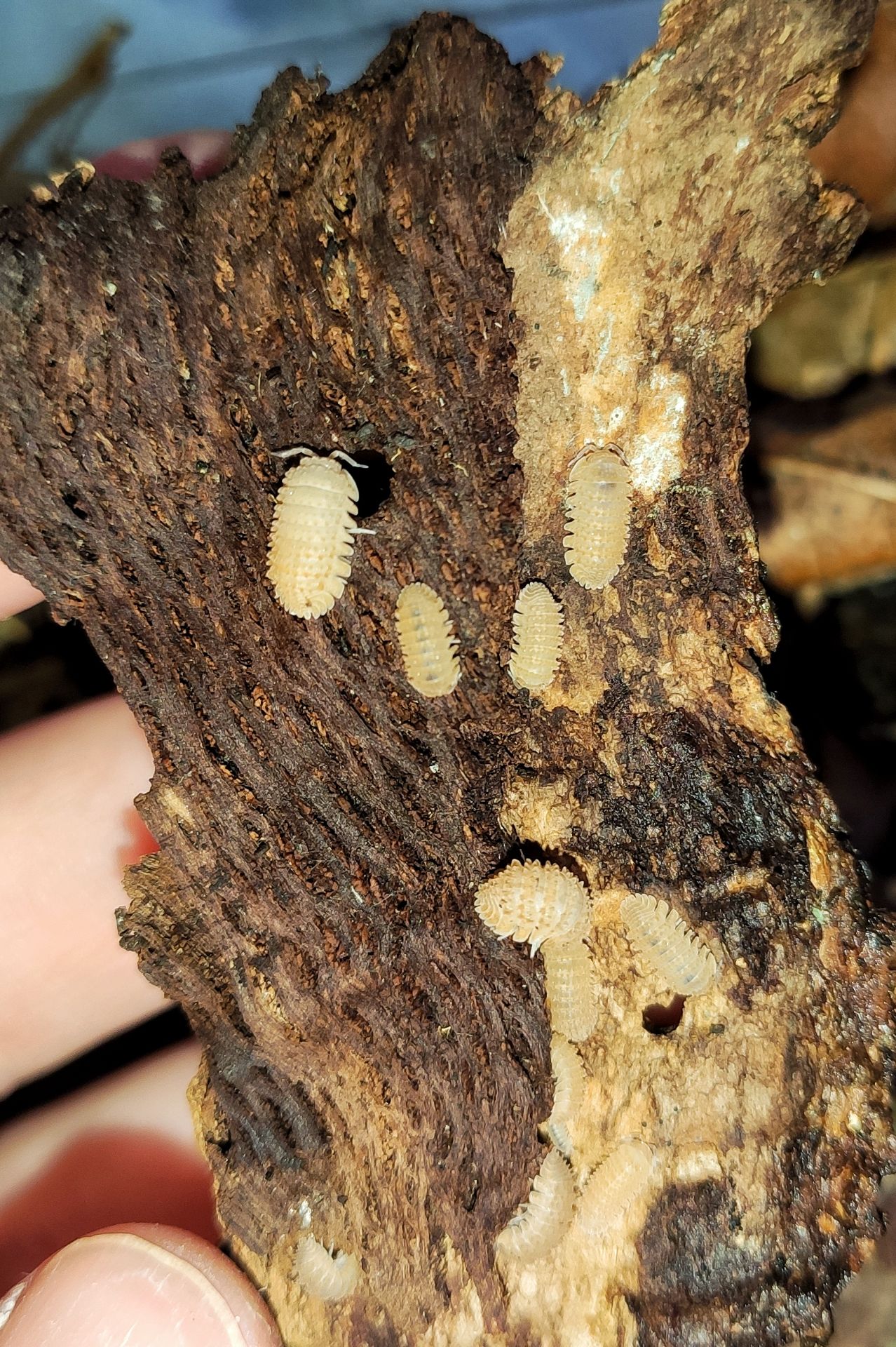 Сrystarmadillidium muricatum 12+ шт