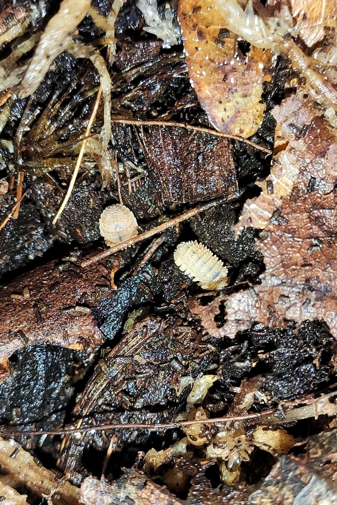 Сrystarmadillidium muricatum 12+ шт