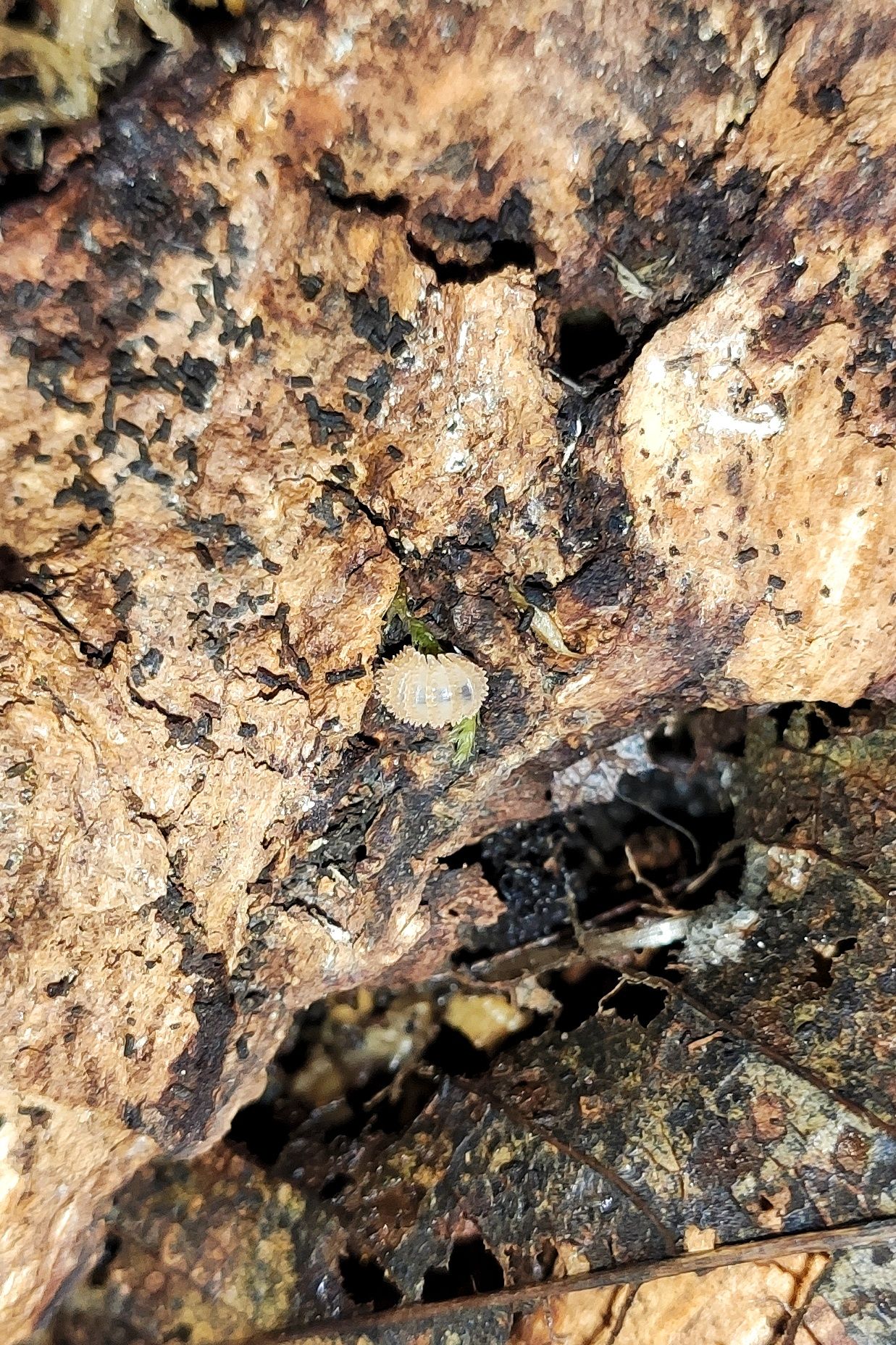 Сrystarmadillidium muricatum 12+ шт