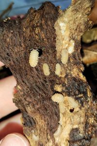 Сrystarmadillidium muricatum 12+ шт