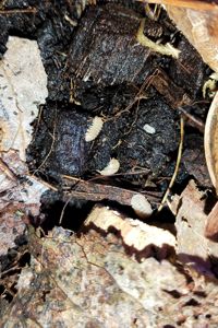 Сrystarmadillidium muricatum 12+ шт