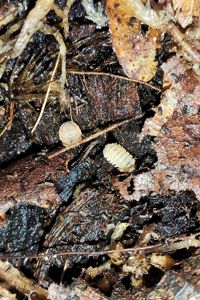 Сrystarmadillidium muricatum 12+ шт