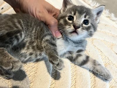 Кошенята