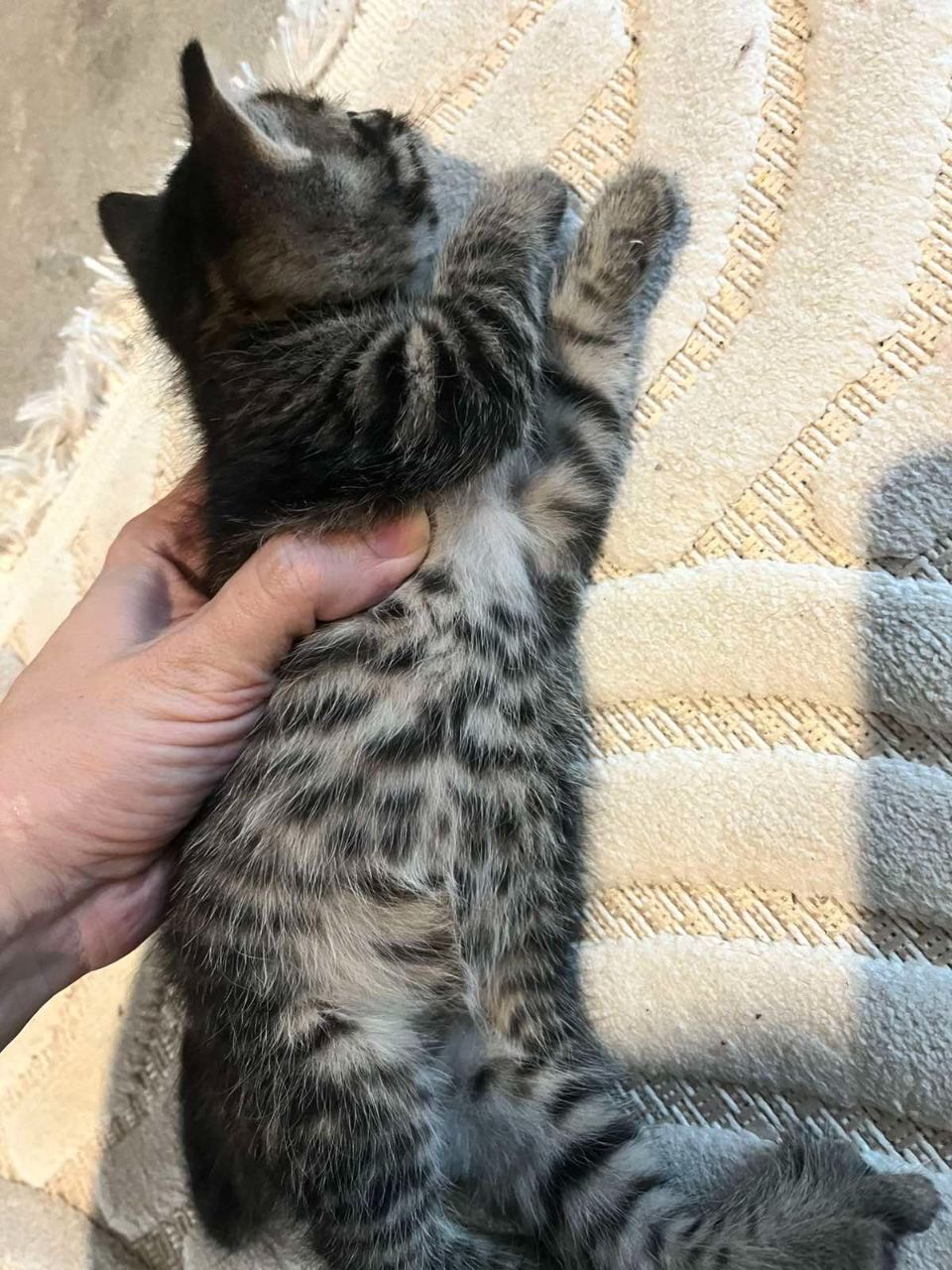 Кошенята