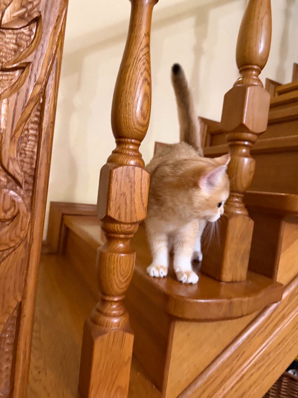 Золотий хлопчик з зеленими очима